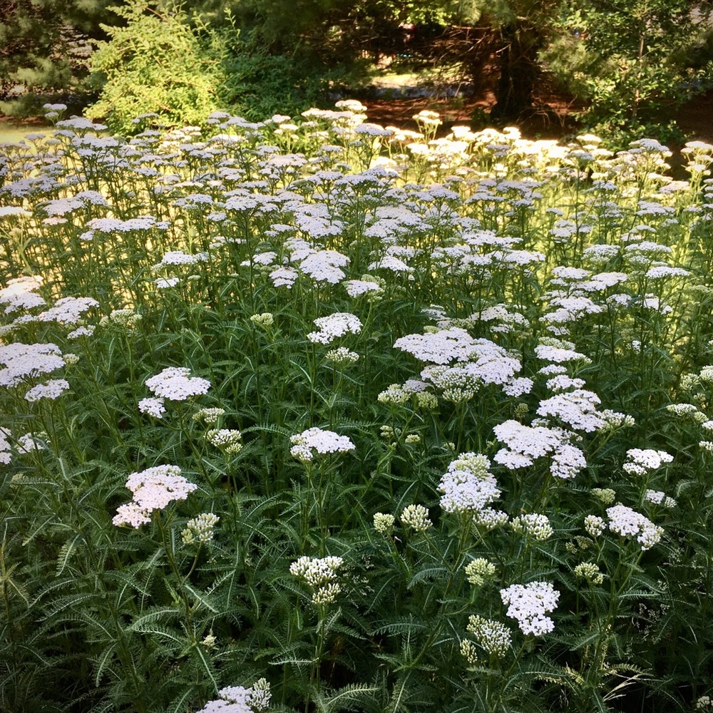 DRIED YARROW bouquet - white - 20 stems (herbs / tea / flower arrangement)